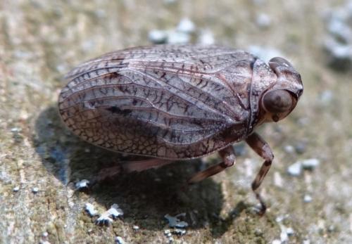 Issus coleoptratus